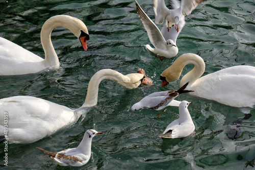 Fototapeta Naklejka Na Ścianę i Meble -  swans and seagulls fighting to catch bread thrown by tourists on Lake Geneva, Switzerland