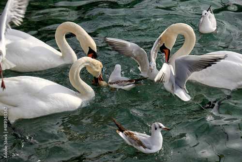 Fototapeta Naklejka Na Ścianę i Meble -  swans and seagulls fighting to catch bread thrown by tourists on Lake Geneva, Switzerland