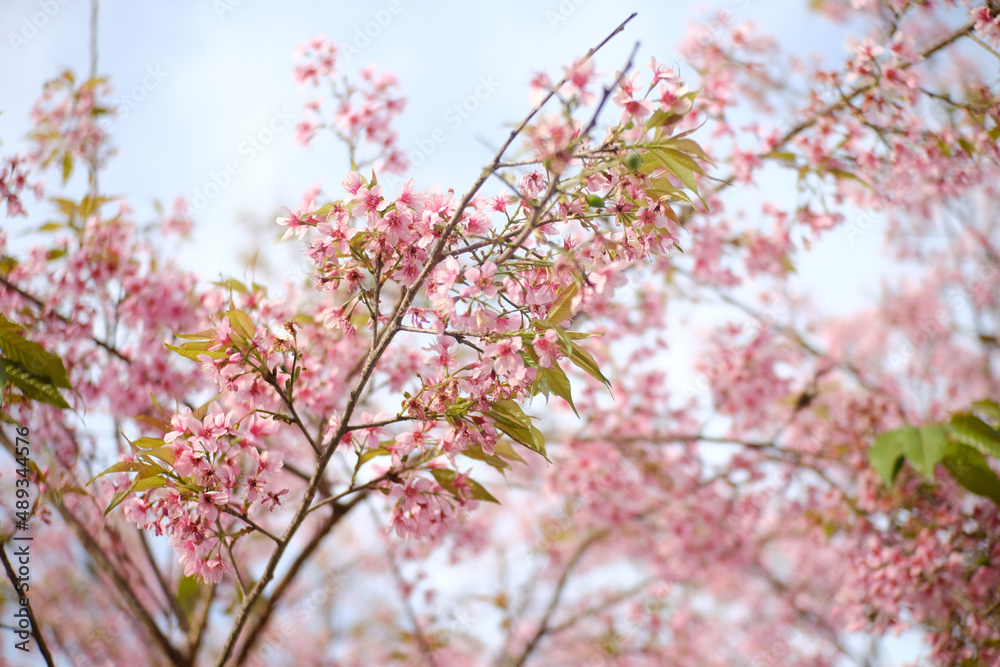 Sakura blossom in Spring