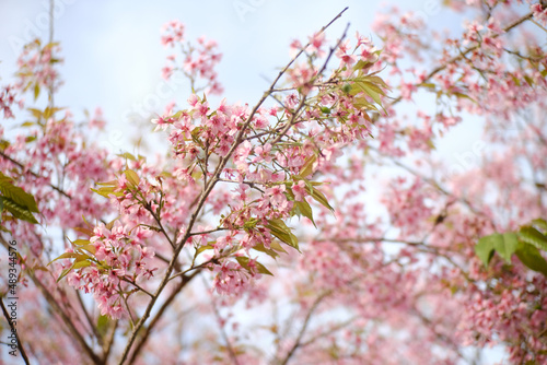 Sakura blossom in Spring © Henry