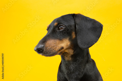 Porfile dachshund puppy dog looking side. Isolated on yellow colored backgraound.