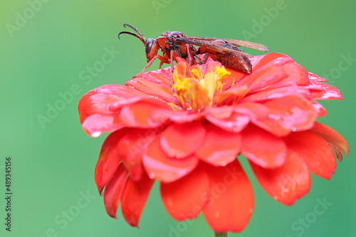 A paper wasp is perched on a wildflower. This insect has the scientific name Polistes metricus. photo