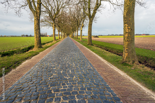 Long country road with cobblestones and plane trees on both sides. The photo was taken on a cloudy winter day in the Dutch province of North Brabant.