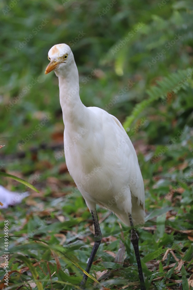 Obraz premium white ibis bird