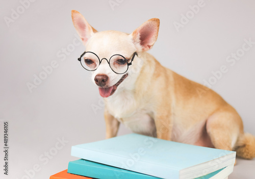 brown chihuahua dog wearing eye glasses, sitting  with stack of books on white background.