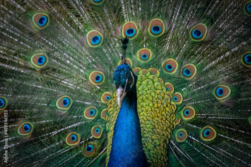 Close-up of a colourful male peacock with spread tail,
