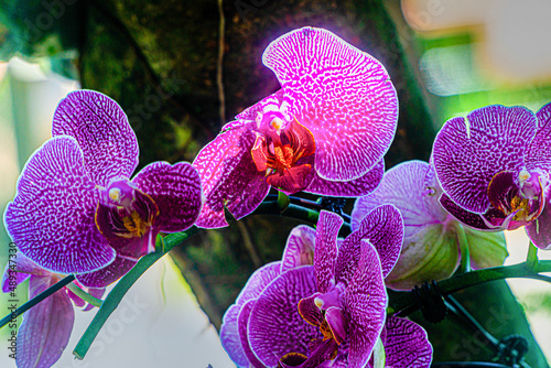 Flowers blooming in southern China