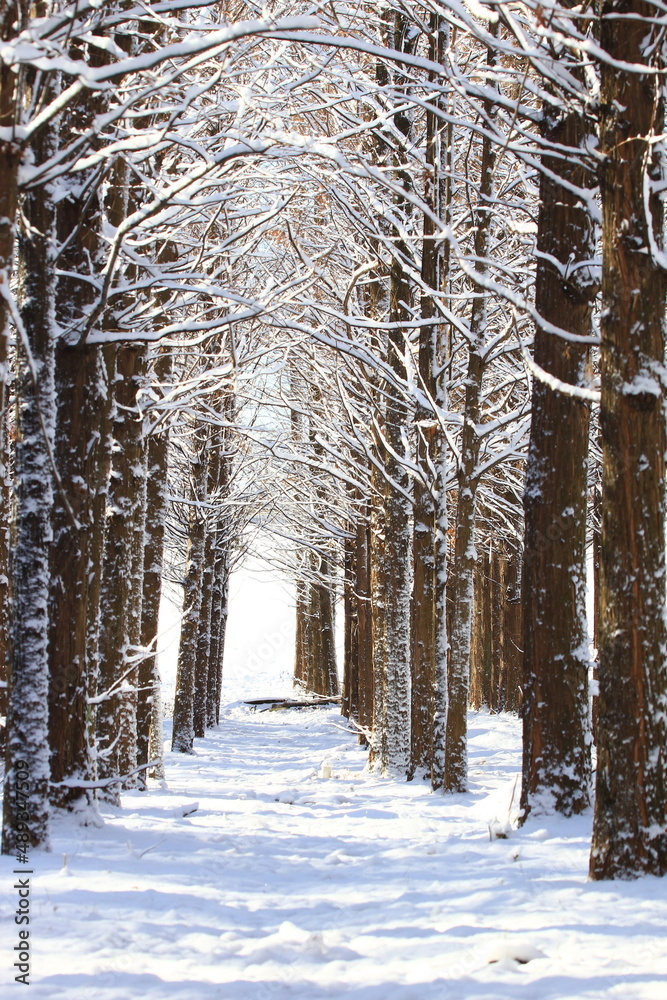 Fototapeta premium snowy mountain