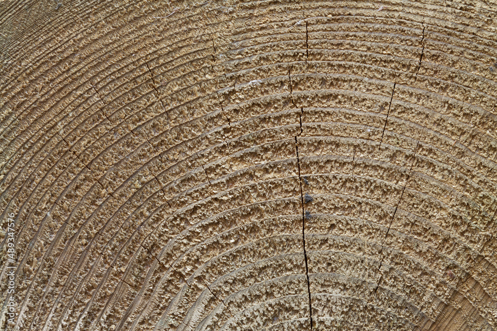 Fototapeta premium Wood sawing oak log with cracked
