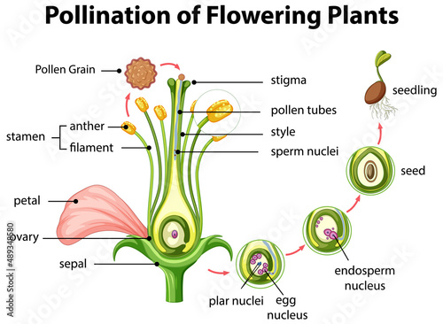 Diagram of pollination of flowering plants