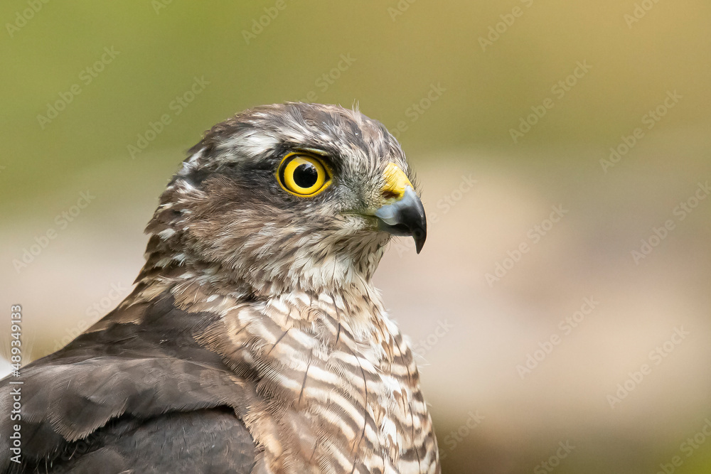 Sparrowhawk, Accipiter nisus. Bird of Prey Sparrowhawk, Accipiter nisus. Bird of Prey