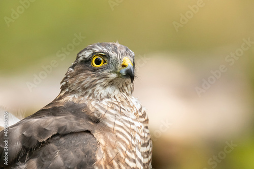 Sparrowhawk, Accipiter nisus. Bird of Prey © Gert Hilbink