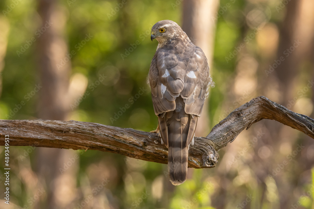 Sparrowhawk, Accipiter nisus. Bird of Prey Sparrowhawk, Accipiter nisus. Bird of Prey