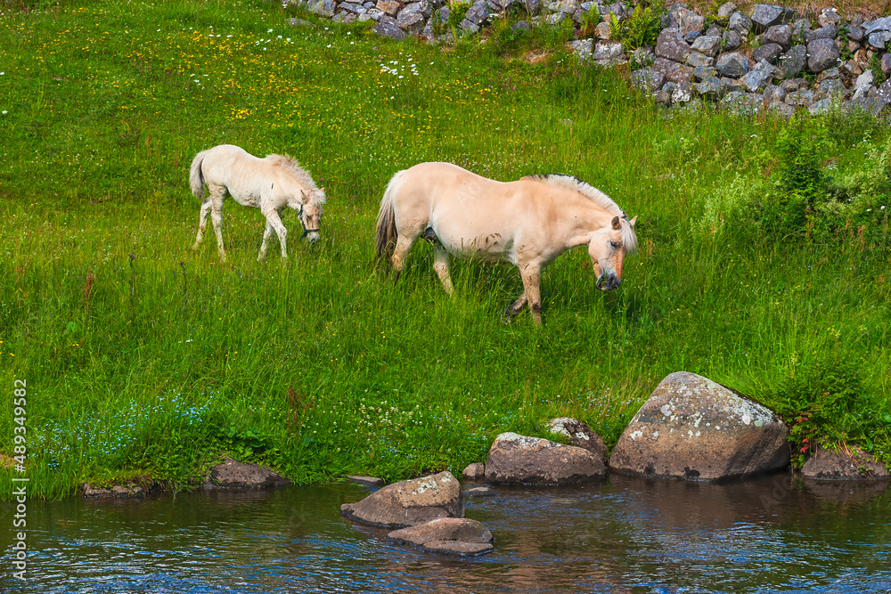 Fototapeta premium Fjord horses on a meadow at a river