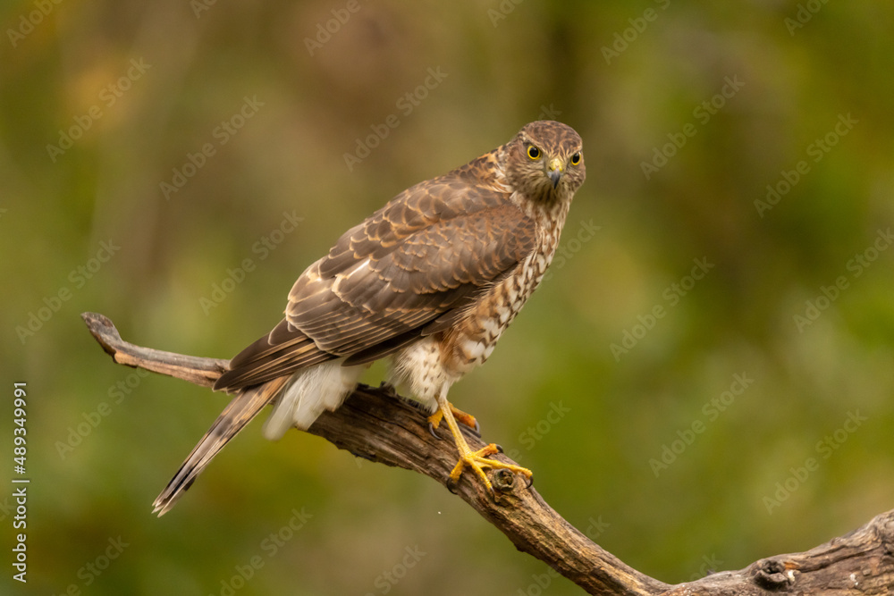 Obraz premium Sparrowhawk, Accipiter nisus. Bird of Prey