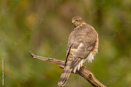 Sparrowhawk, Accipiter nisus. Bird of Prey