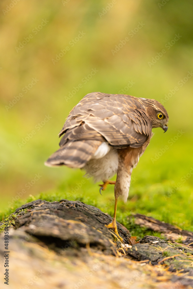 Sparrowhawk, Accipiter nisus. Bird of Prey