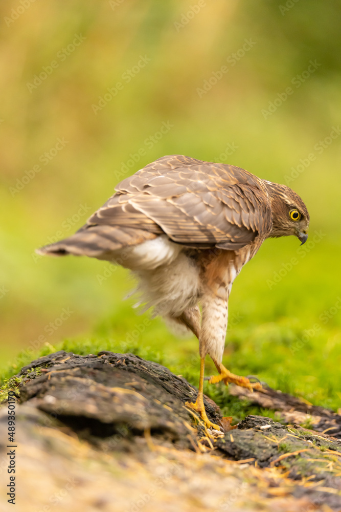 Obraz premium Sparrowhawk, Accipiter nisus. Bird of Prey