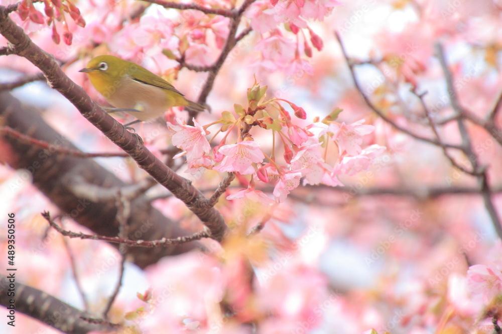 満開の河津桜とメジロ