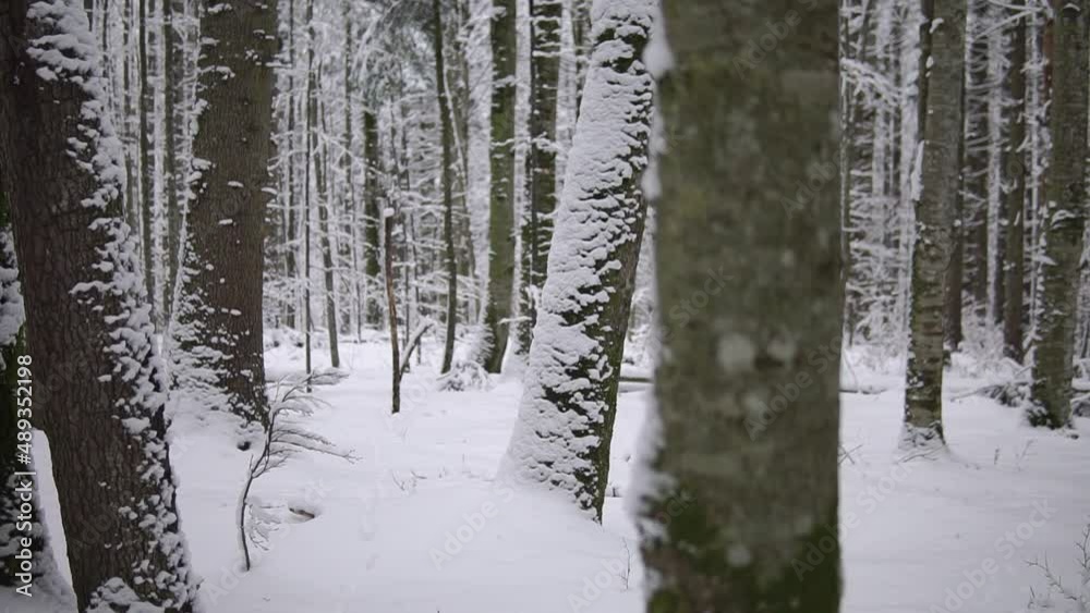 Snowy forest with beech trees covered with snow Snowy forest with beech trees covered with snow