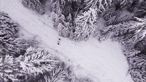 Aerial drone footage of three tourists walk in snow-white way between snowy spruces