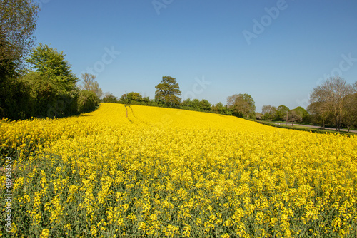 Fields of yellow canola flowers in the summertime.