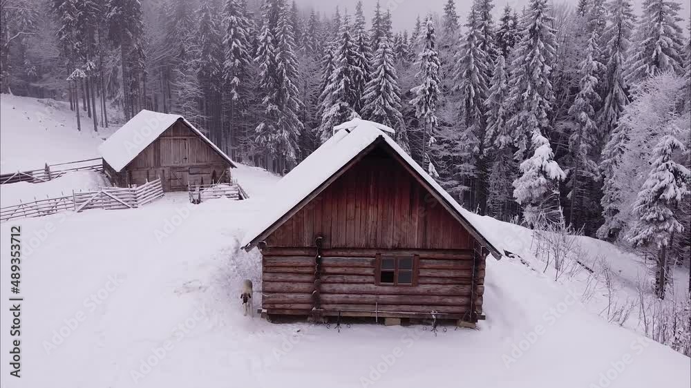 Wooden log cabin with a guard dog at snowy mountain meadow drone footage
