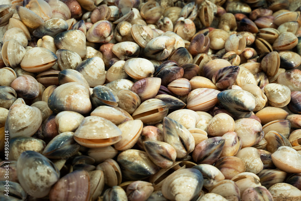Clams in the fish counter of the seafood department of the supermarket.