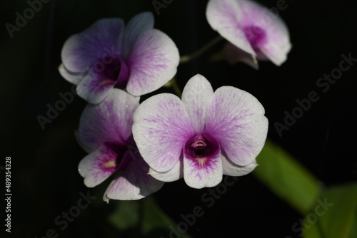 beautiful petals of dendrobium orchid flower with black background .