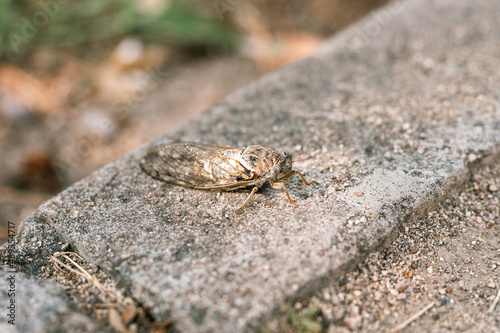 cicada cicadidae a black large flying chirping insect or bug or beetle on a stone curb. animals living in hot countries in Turkey