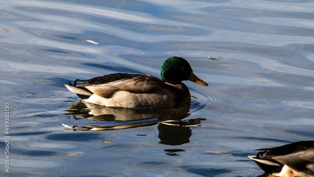 Fototapeta premium mallard