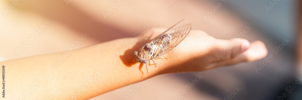 Obraz premium kid hand holding cicada cicadidae a black large flying chirping insect or bug or beetle on arm. child researcher exploring animals living in hot countries in Turkey. banner. flare