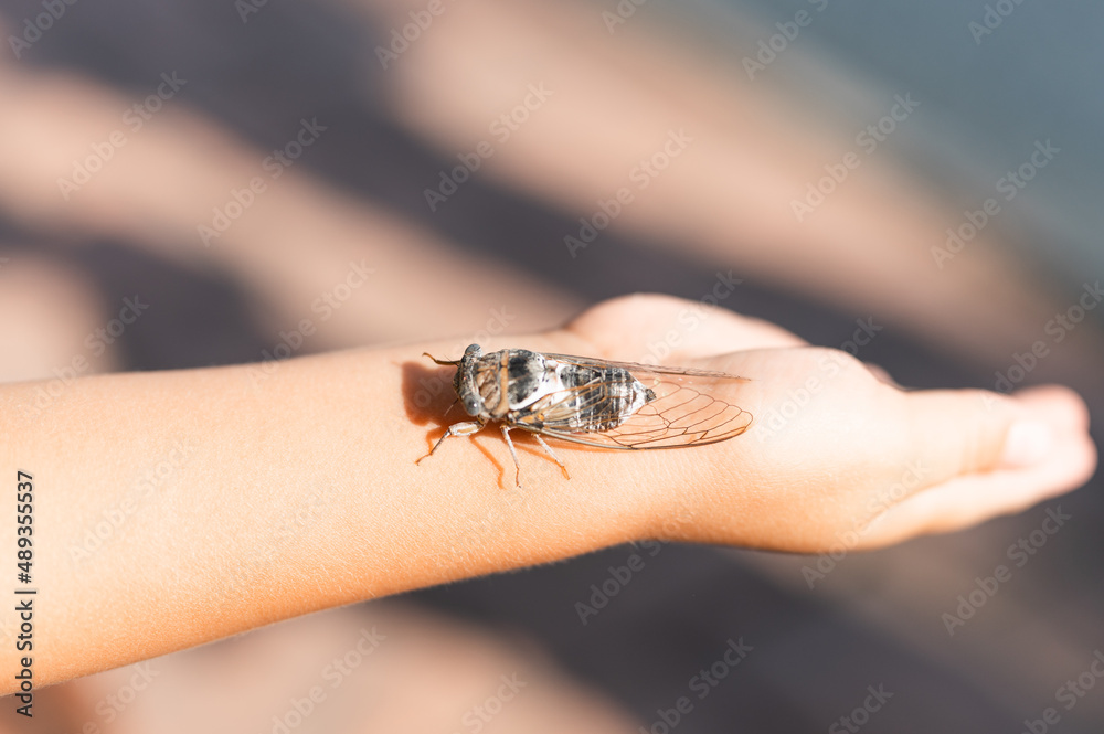 Obraz premium kid hand holding cicada cicadidae a black large flying chirping insect or bug or beetle on arm. child researcher exploring animals living in hot countries in Turkey