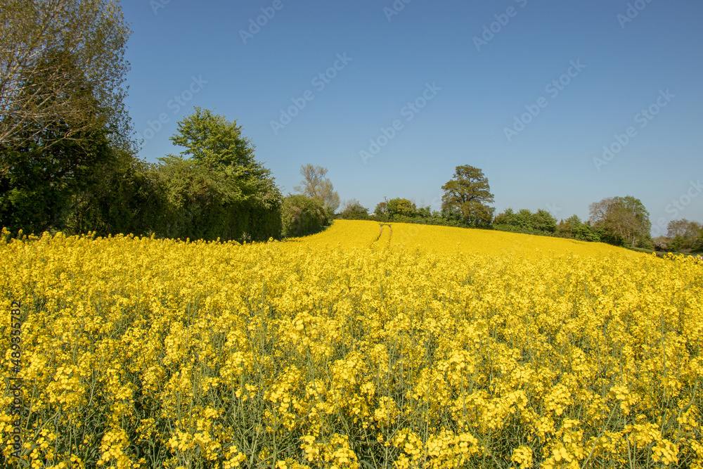 Fields of yellow canola flowers in the summertime.