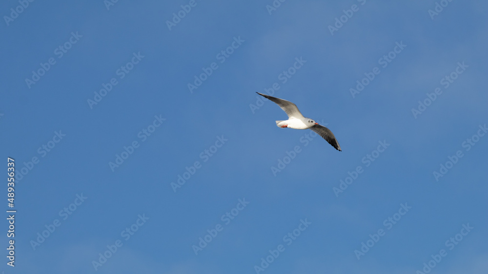 gull in flight