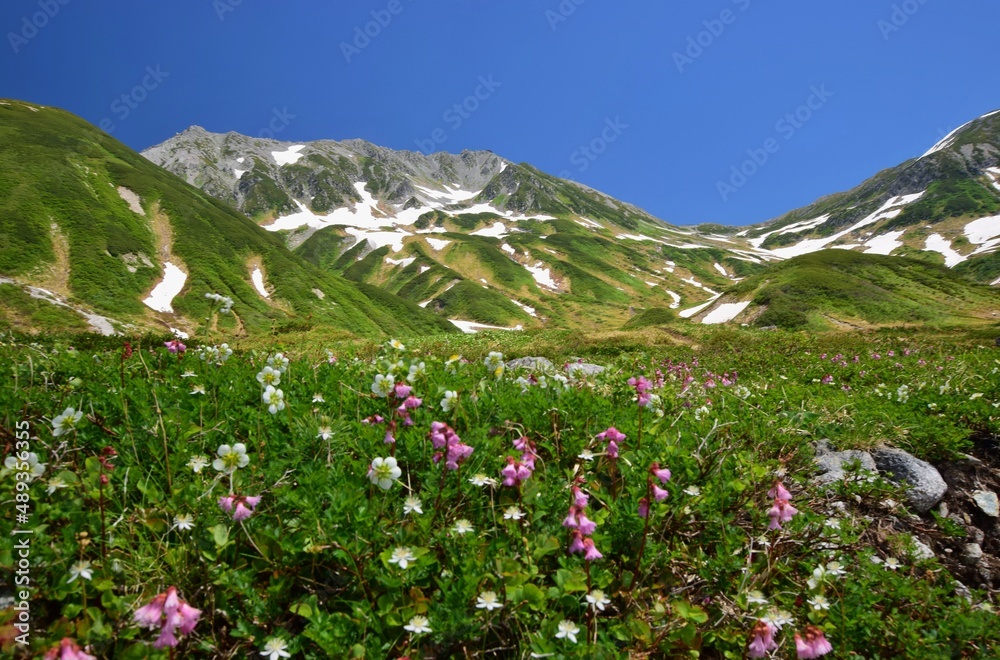 夏山ハイキング 立山連峰 夏山ハイキング 立山連峰