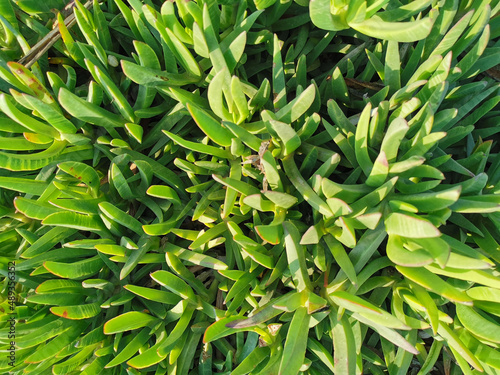 Green plants with thick, elongated leaves in the sun