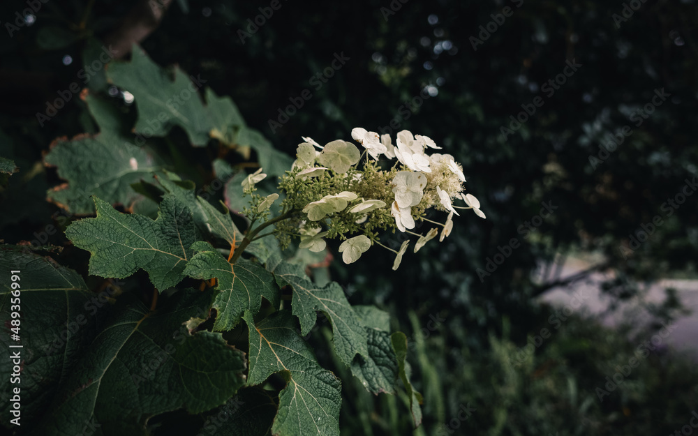 Oakleaf hydrangea