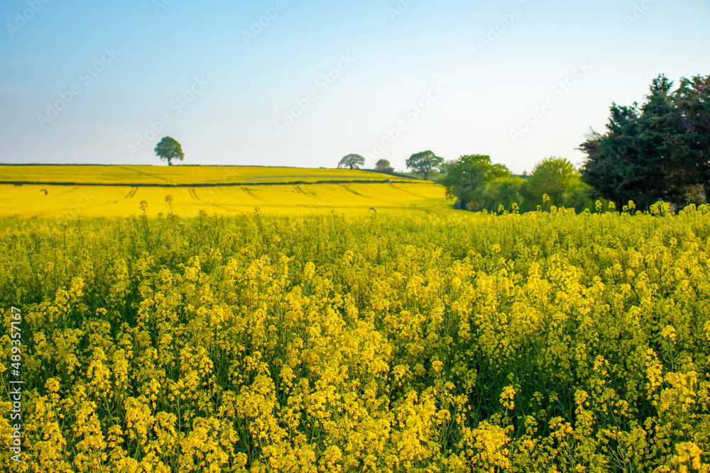 Fields of yellow canola flowers in the summertime.