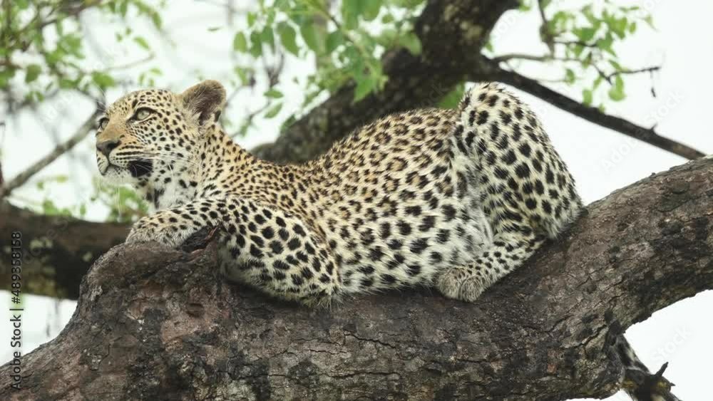 Beautiful close full body shot of a leopard laying on a branch looking into the camera, Greater Kruger. Beautiful close full body shot of a leopard laying on a branch looking into the camera, Greater Kruger.