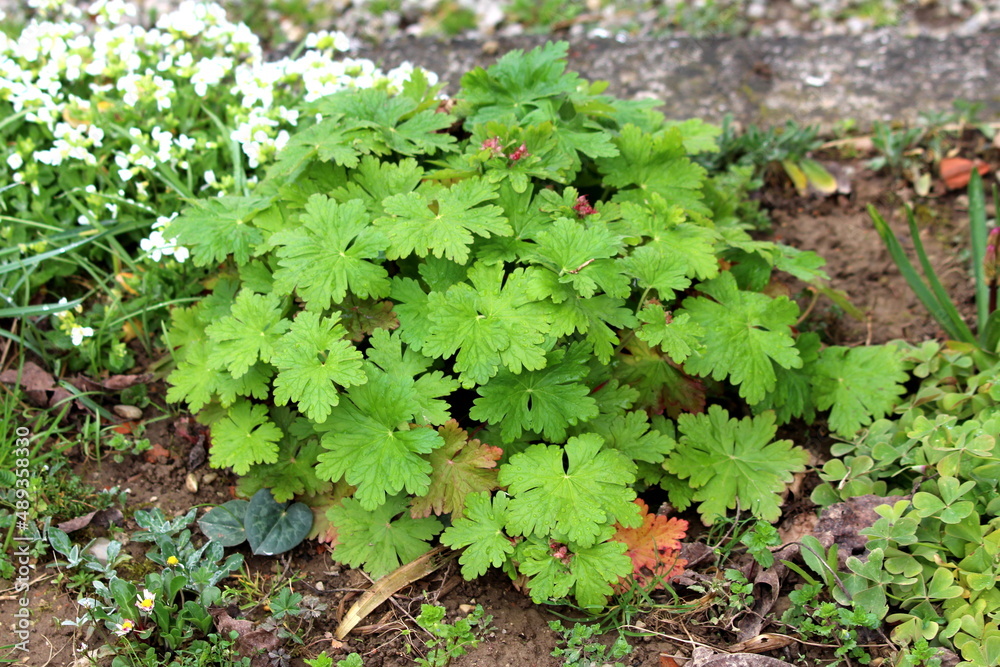 Obraz premium Bigroot geranium or Geranium macrorrhizum or Bulgarian geranium or Rock cranes-bill ornamental flowering plant with large green lobed palmate leaves growing in shape of small bush in local home garden