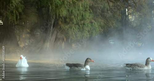 Some ducks swim between the mist of Lake Camecuaro and the first rays of the morning sun.
Algunos patos nadan entre la neblina del lago de Camécuaro y los primeros rayos del soy de la mañana. photo