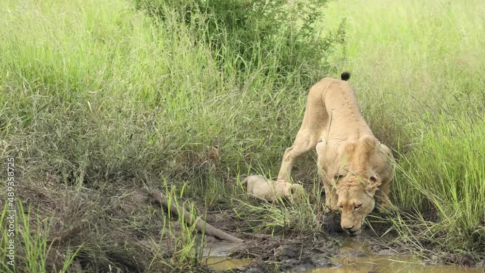 Wide shot of a lioness drinking from a puddle with her two tiny cubs walking out the long grass, Greater Kruger. Wide shot of a lioness drinking from a puddle with her two tiny cubs walking out the long grass, Greater Kruger.