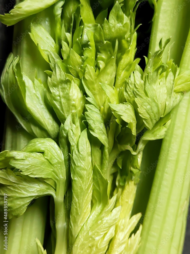 Fototapeta premium Closeup celery stalks background. Fresh organic vegetables.