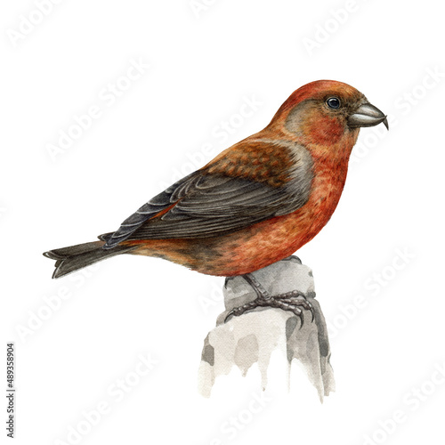 Red crossbill bird watercolor illustration. Realistic crossbill image on white background. Loxia curvirostra avian. Realistic forest bird. Bright songbird. Woodland wildlife animal photo