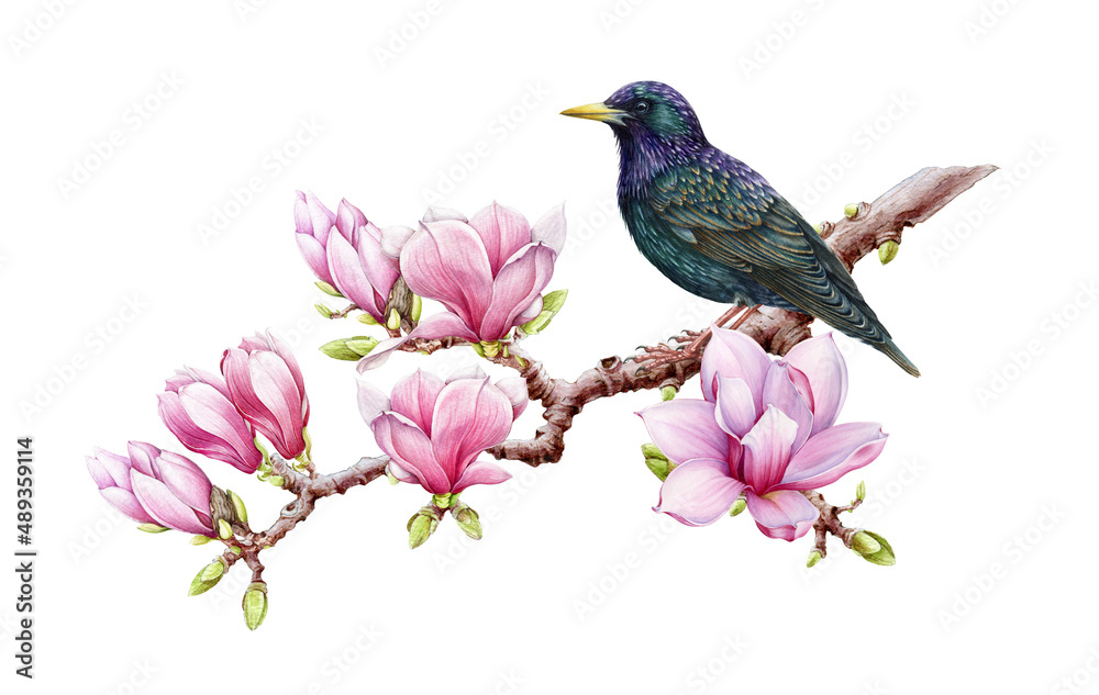 Starling bird on blooming magnolia branch. Realistic watercolor illustration. Hand drawn spring tender pink magnolia flowers and starling bird. Beautiful spring decoration