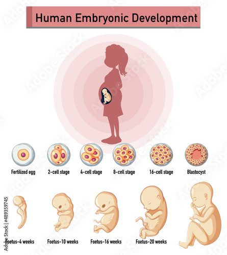 Human embryonic development in human infographic