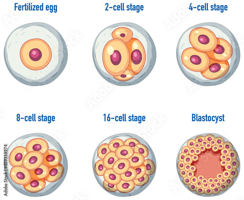 Human embryonic development in human