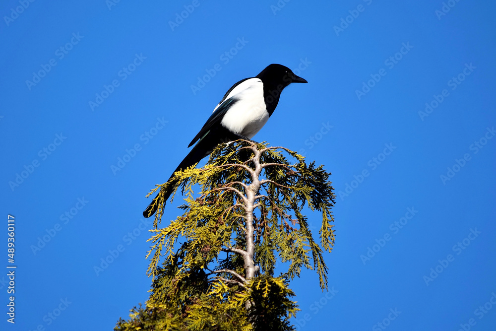 Die Elster sitzt auf einem Ast vor tiefblauem Himmel Die Elster sitzt auf einem Ast vor tiefblauem Himmel