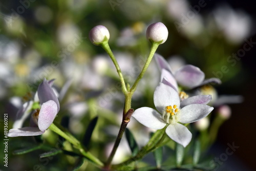 Zarte Blüten und Knopsen einer Boronia Anemonifolia photo